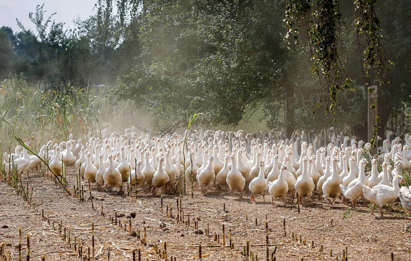 Wittichenau, Oberlausitz, Saxony, Germany - Geese in the maize field, animals on the family-run Domanja farm and vegetable farm are kept in a species-appropriate manner with generous space above organic standards and fed with their own farm-produced feed