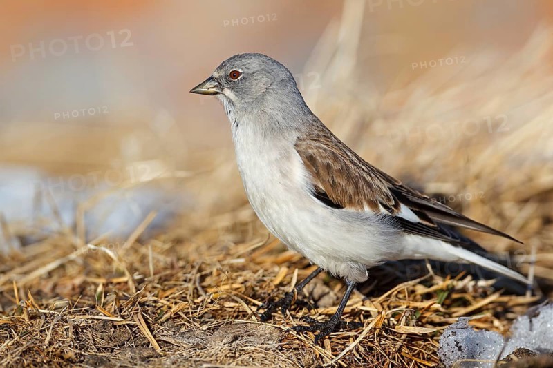 Snowfinch (Montifringilla nivalis), Valais, Switzerland