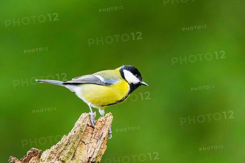 Great tit (Parus major) sitting on an old wrotten tree trunk at a swamp, Bavaria, Germany