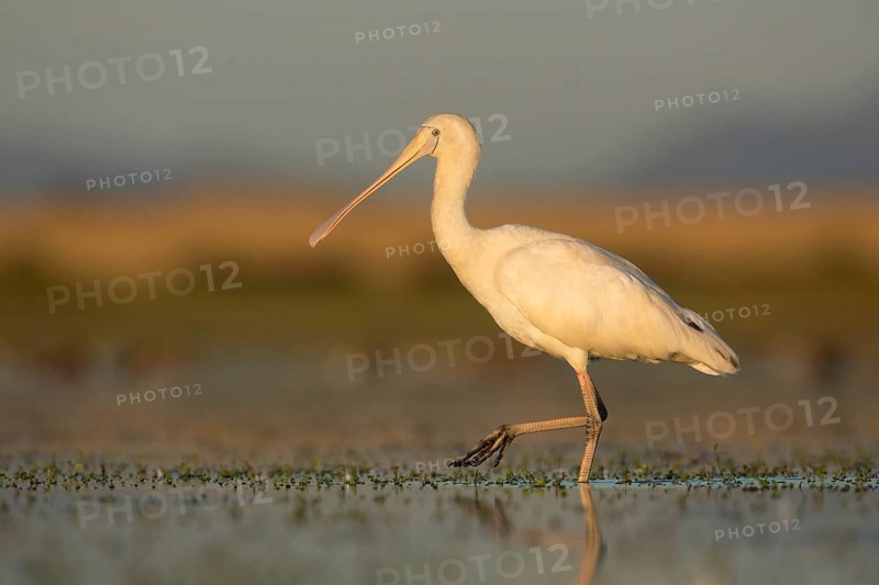 Yellow-billed Spoonbill (Platalea flavipes) foraging, Victoria, Australia