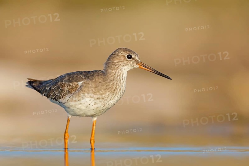 Redshank, (Tringa totanus), Animals, Birds, Snipe family, Raysut, Salalah, Sohar, Oman