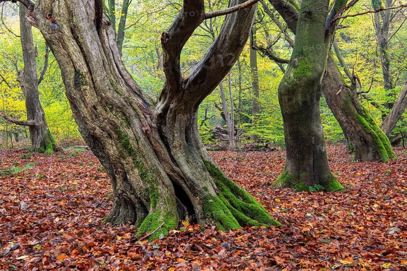 Old, gnarled trees in the Urwald Baumweg nature reserve in autumn, Emstek, Lower Saxony, Germany