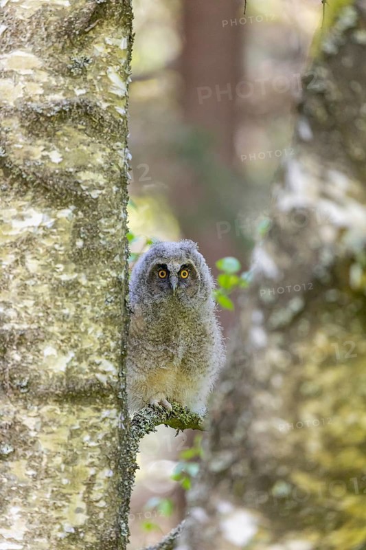 One young long-eared owl (Asio otus), sitting on a branch of a tree. Green vegetation in the background