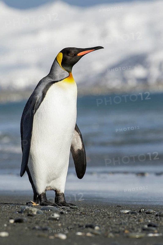 King Penguin (Aptenodytes patagonicus) perched on a rocky beach on South Georgia Island