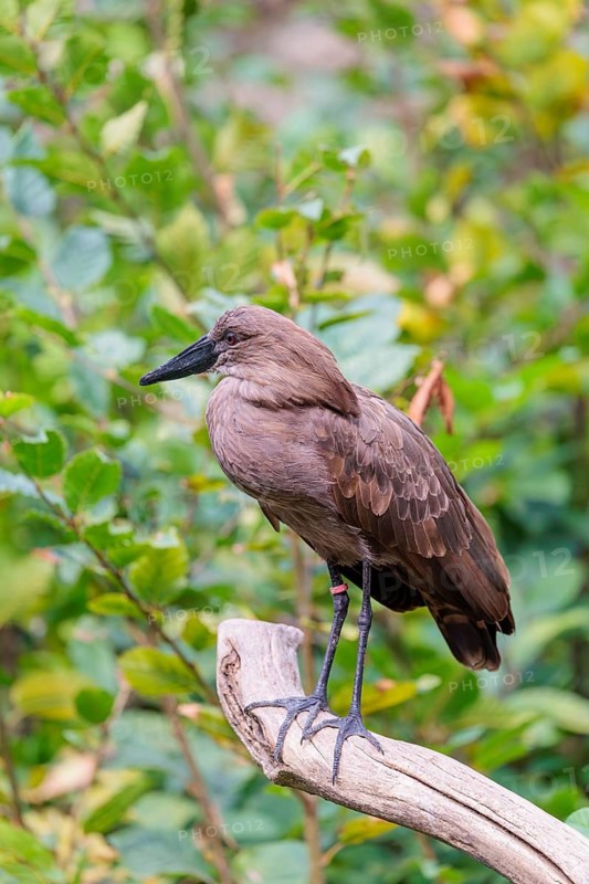A hamerkop (Scopus umbretta) stands on a branch of a tree. Green vegetation can be seen in the background. Southern half of Africa, Madagascar