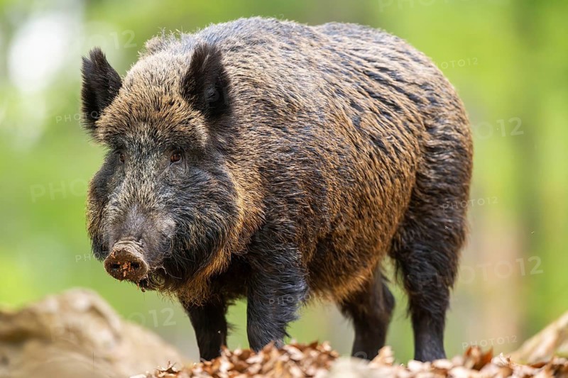 Wild boar (Sus scrofa) standing in a forest, Bavaria, Germany