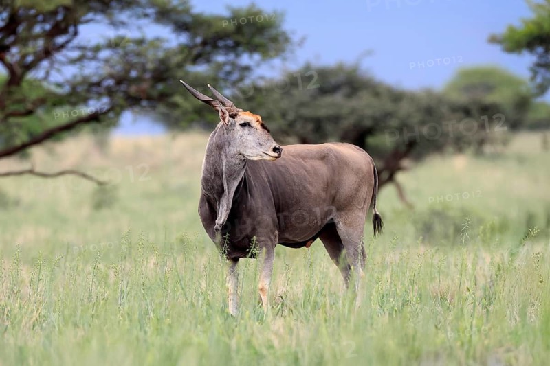 Eland (Taurotragus oryx), adult, alert, foraging, Mokala National Park, Northern Cape, South Africa