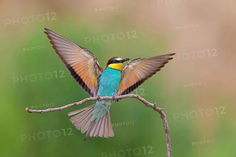 Bee-eater, (Merops apiaster), Animals, Birds, Raptor family, Perching station, Muselievo, Muselievo, Pleven, Bulgaria