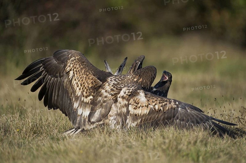 White-tailed Eagle (Haliaeetus albicilla) juvenile, Poland