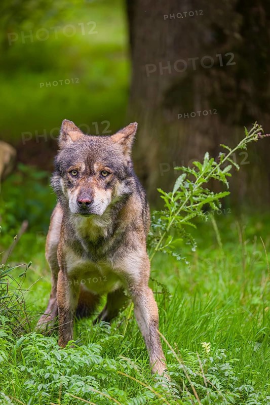 An adult male eurasian gray wolf (Canis lupus lupus) stands at the edge of the forest and watches something