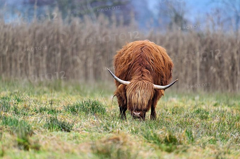 Highland cattle (Bos taurus), adult animal standing in a meadow, Reussspitz nature reserve, Maschwanden, Canton of Zurich, Switzerland