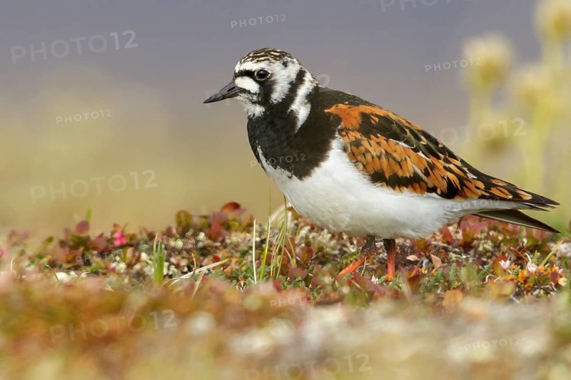 Ruddy Turnstone (Arenaria interpres) perched on the tundra in Nome, Alaska