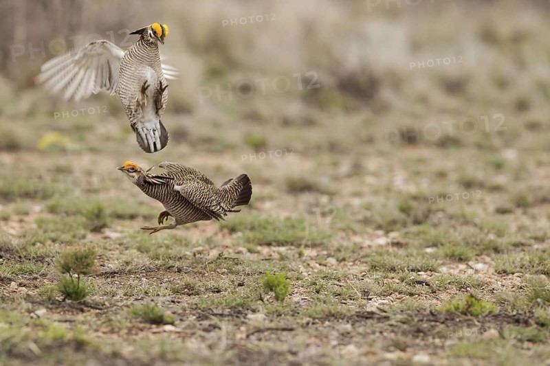 Lesser Prairie Chicken (Tympanuchus pallidicinctus) male, New Mexico, USA