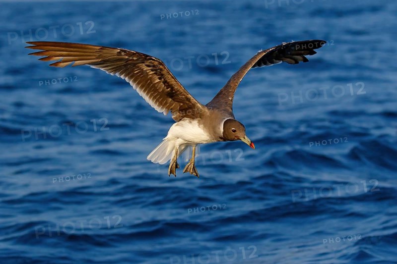 Hemprich's Gull, (Ichthyaetus hemprichii), (Larus hemprichii), Fish Eagle Gull Salalah, Off Mirbat, Dhofar, Oman