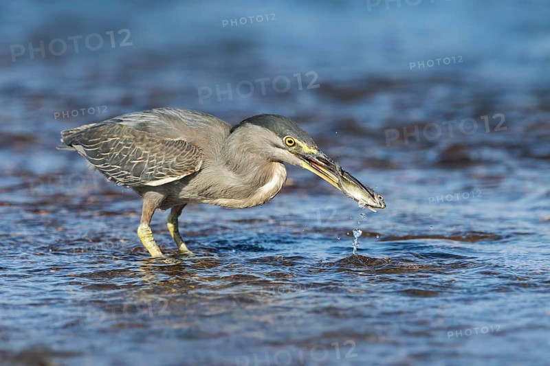 Striated Heron (Butorides striata) with fish prey in beak, Eilat, Israel