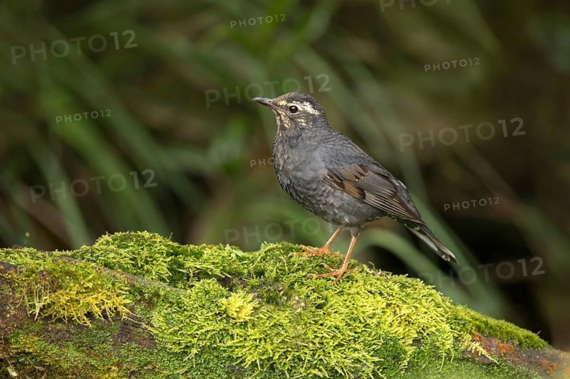 Siberian Thrush (Geokichla sibirica) male, Pahang, Malaysia