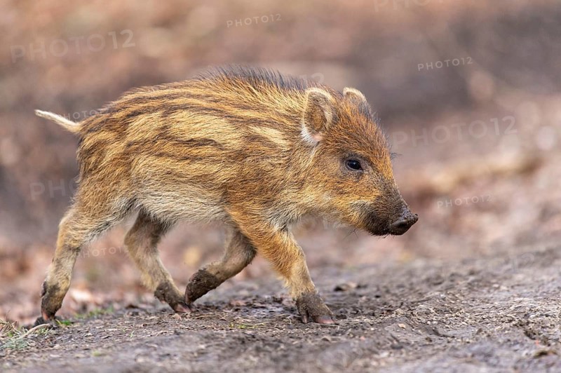 Wild boar (Sus scrofa) in the snow, fresh boar, Melle, Lower Saxony, Germany