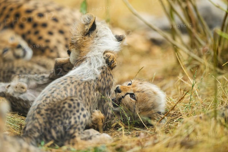 Cheetah (Acinonyx jubatus) youngsters playing with each other, captive, occurrence Africa