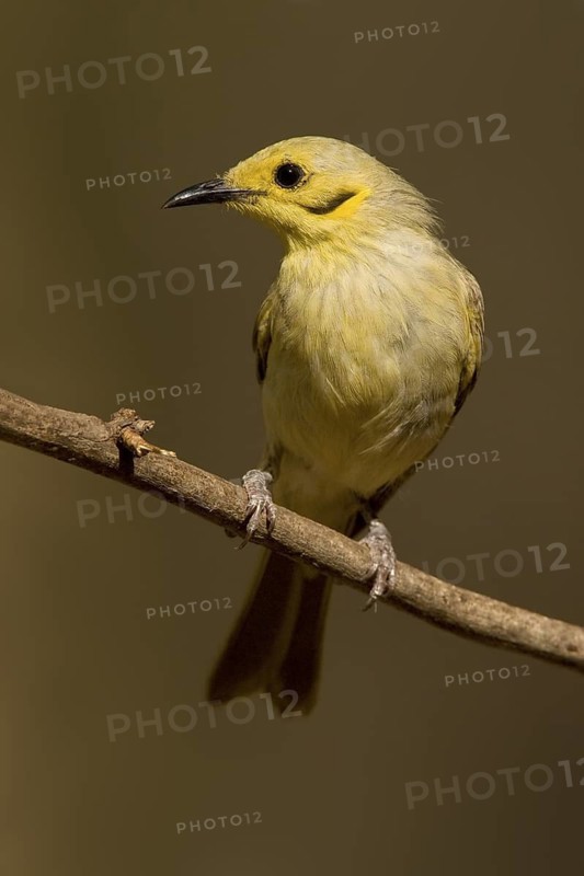 Yellow-tinted Honeyeater (Ptilotula flavescens), Western Australia, Australia