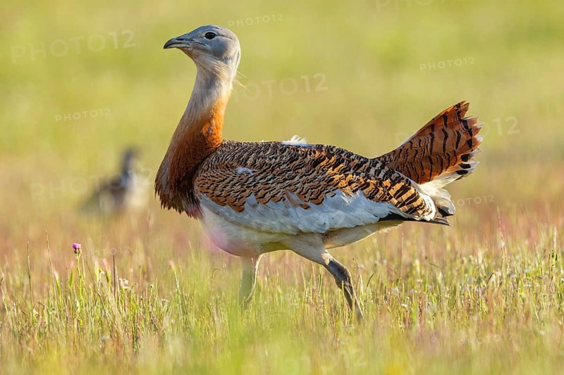 Great bustard (Otis tarda), Outarde barbue, Avutarda Común, Spain, Toledo, Hides De Calera / Great Bustard, Calera Y Chozas, Castilla La Mancha / Toledo, Spain