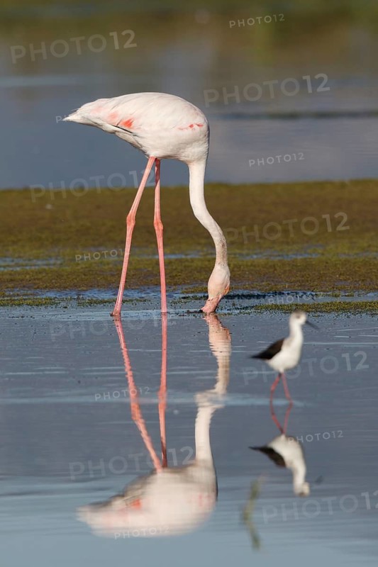 Greater Flamingo (Phoenicopterus roseus) foraging in shallow water, Greece