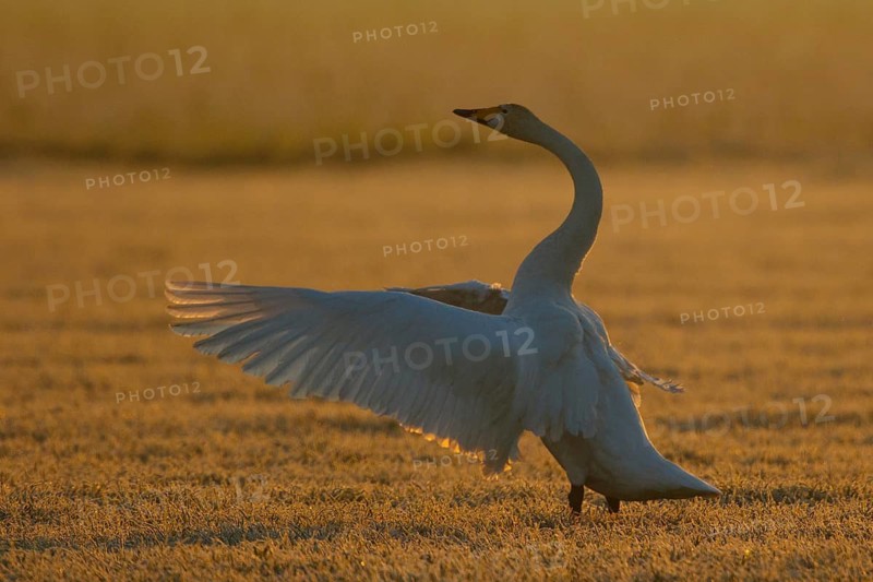 Whooper Swan (Cygnus cygnus) flapping, North Rhine-Westphalia, Germany