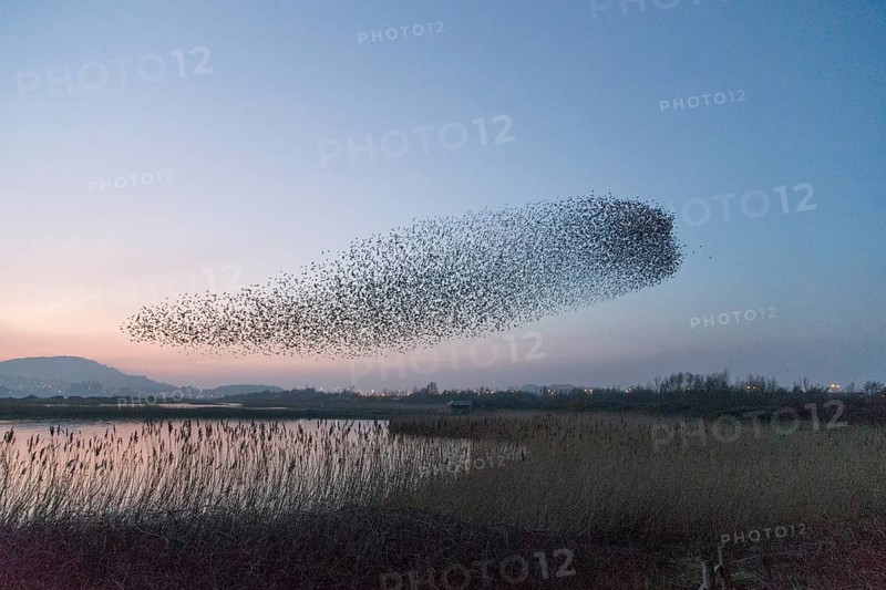 Common Starling (Sturnus vulgaris) huge flock flying in formation, Wales, United Kingdom