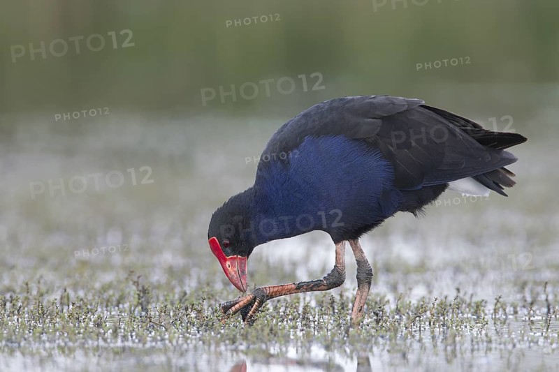 Australasian Swamphen (Porphyrio melanotus melanotus), Victoria, Australia