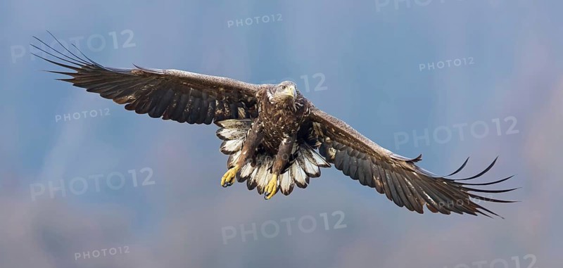 White-tailed eagle, hawk family, animals, birds, birds of prey, (Haliaeetus albicilla), biotope, habitat, foraging, centrapoles, Kutno, Lodz, Poland