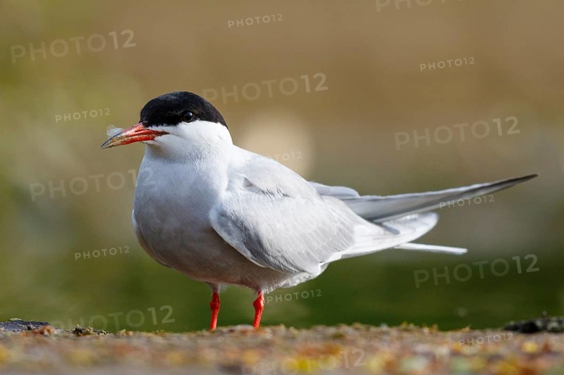 Common Tern (Sterna hirundo), North Rhine-Westphalia, Germany