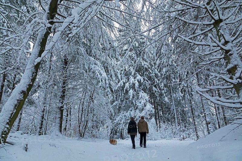 Two woman taking a walk with a dog through a snowy forest, winter, snow, Sieversen, Samtgemeinde Rosengarten, Lower Saxony, Germany