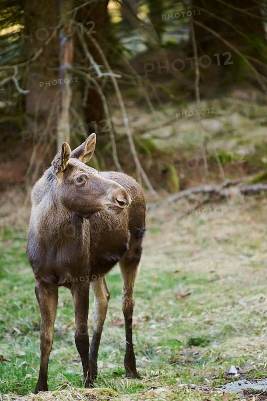 Elk (Alces alces) standing on a meadow on the edge of a forest, Bavaria, Germany