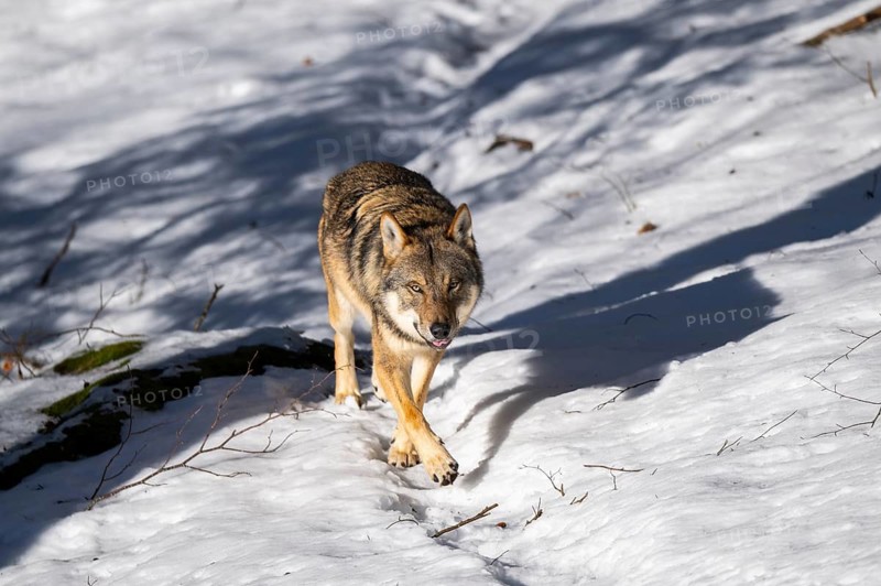European gray wolf (Canis lupus lupus) walking in a forest in winter, snow, Bavaria, Germany