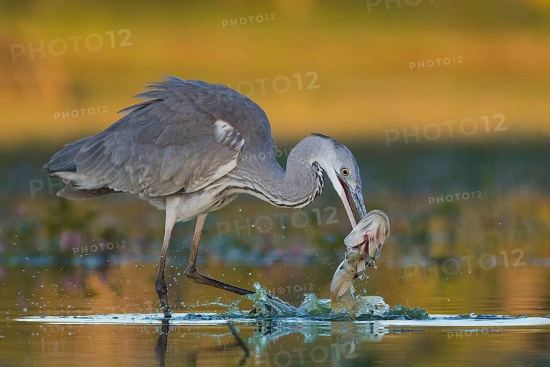 Grey Heron (Ardea cinerea) with fish prey in beak, Tiszaalpár, Hungary