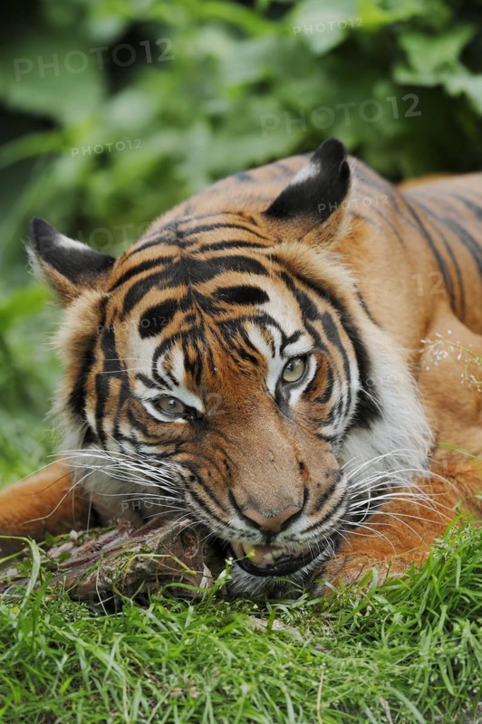 Sumatran tiger (Panthera tigris sumatrae), feeding, captive, occurring on Sumatra, Indonesia