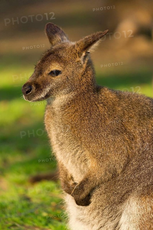 Red-necked wallaby or Bennett's wallaby (Macropus rufogriseus) with cub in her pouch, sits on a green meadow