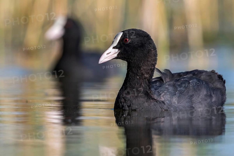 Eurasian Coot (Fulica atra), Mecklenburg-Western Pomerania, Germany