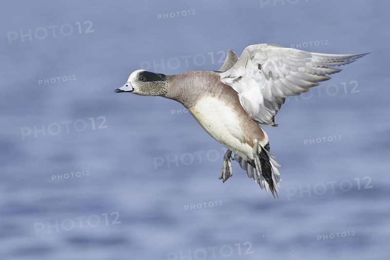 American Wigeon (Mareca americana) male flying, British Columbia, Canada