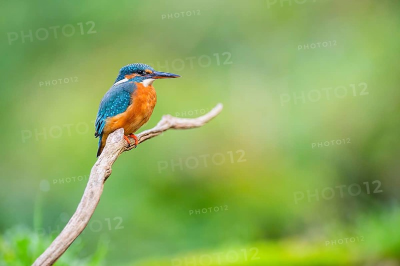 Common kingfisher (Alcedo atthis) sitting on an old wooden branch in late summer, wildife, Bavaria, Germany