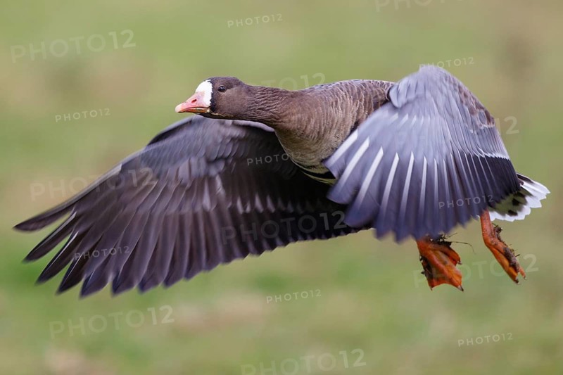 Greater White-fronted Goose (Anser albifrons) flying, North Rhine-Westphalia, Germany