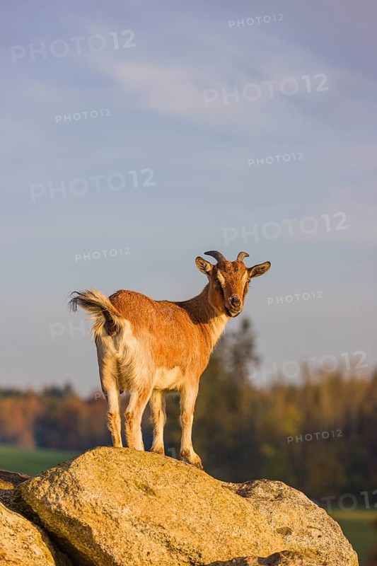 An African Pygmy goat Capra aegagrus hircus) stands on top of a rock, looking around