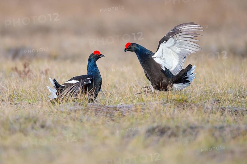 Black grouse (Lyrurus tetrix), black grouse courtship in Sweden, Fågelsjö, Gävleborgs län, Sweden