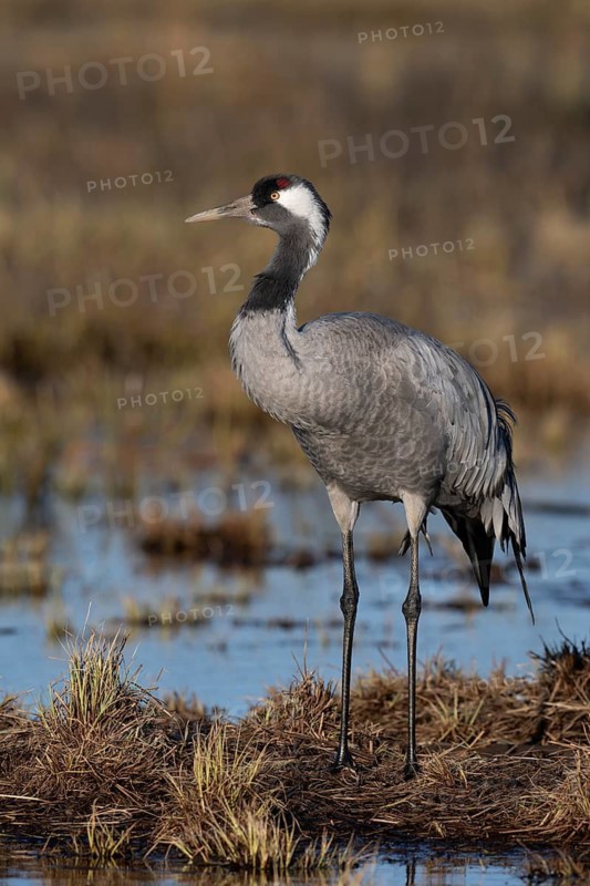 Common crane (Grus grus), Hornborga, Sweden