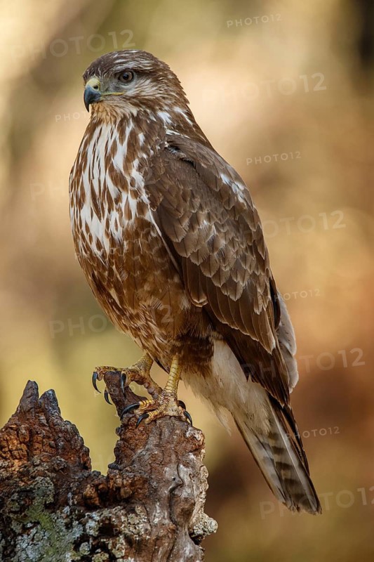 Common Buzzard (Buteo buteo), perched on a branch, Castile and Leon, Spain