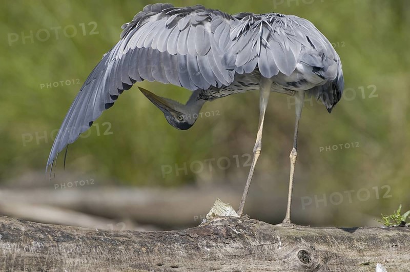 Grey Heron (Ardea cinerea), Saxony, Germany