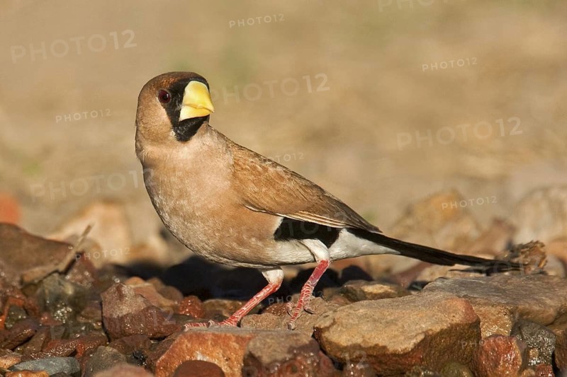 Masked Finch (Poephila personata), Western Australia, Australia