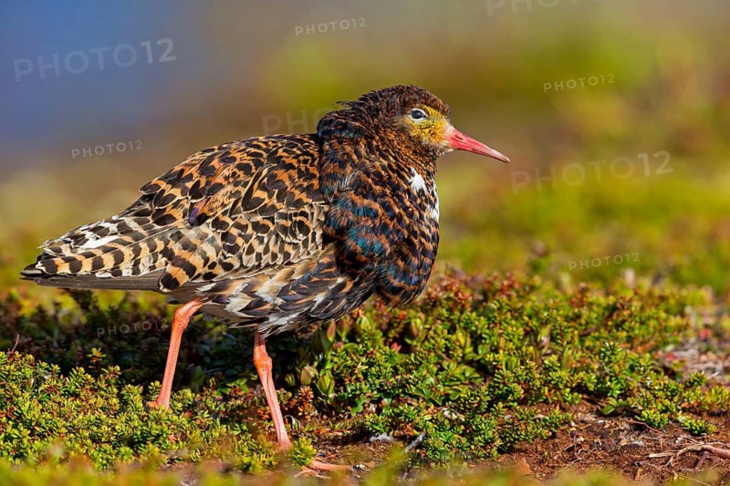 Ruff, (Philomachus pugnax), animals, birds, plumage during mating season, snipe bird, courtship, male, mating behaviour, mating season, Varanger, Finnmark, Norway