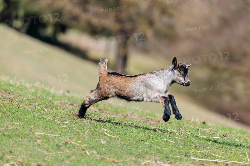A young pygmy goat (Capra hircus) runs across a green meadow on a sunny day. Austria