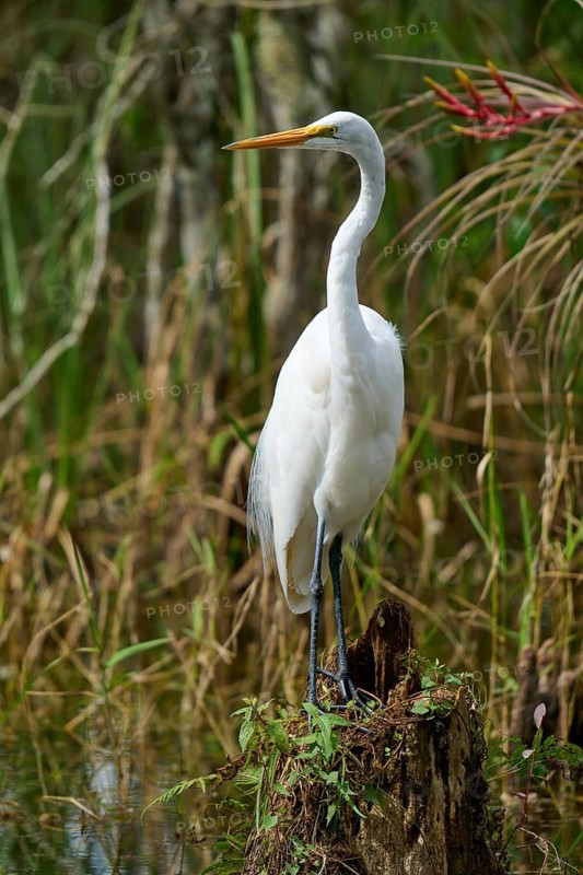 Great Egret (Ardea alba), in the swamp, spring, Everglades National Park, Florida, USA