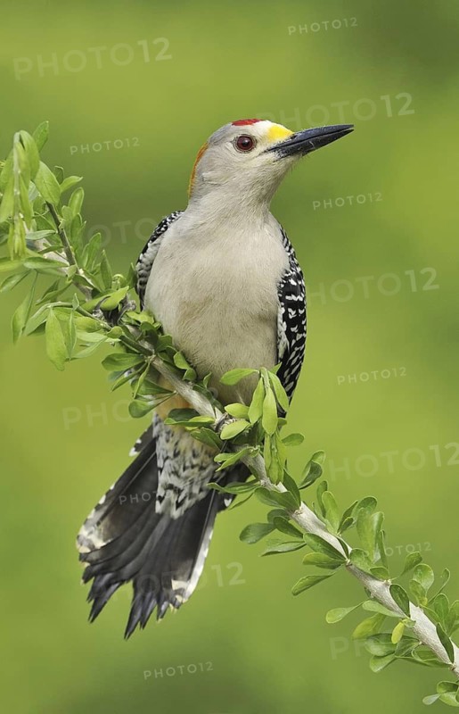 Golden-fronted Woodpecker (Melanerpes aurifrons), Texas, USA